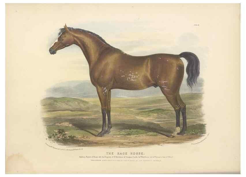 Reproducción/Reproduction 48230672767: The breeds of the domestic animals of the British Islands /. London, England :Longman, Orme, Brown, Green, and Longmans,1842.. 