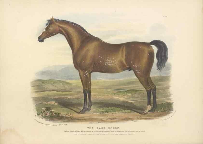 Reproducción/Reproduction 48230672767: The breeds of the domestic animals of the British Islands /. London, England :Longman, Orme, Brown, Green, and Longmans,1842.. 