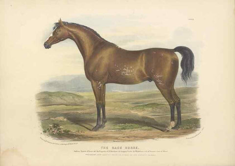 Reproducción/Reproduction 48230672767: The breeds of the domestic animals of the British Islands /. London, England :Longman, Orme, Brown, Green, and Longmans,1842.. 