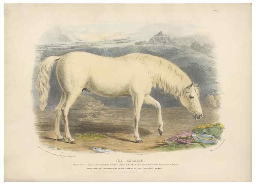 Reproducción/Reproduction 48230602146: The breeds of the domestic animals of the British Islands /. London, England :Longman, Orme, Brown, Green, and Longmans,1842.. 