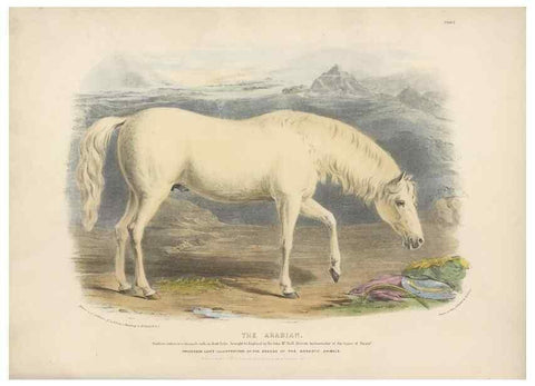Reproducción/Reproduction 48230602146: The breeds of the domestic animals of the British Islands /. London, England :Longman, Orme, Brown, Green, and Longmans,1842.. 