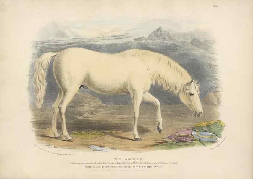 Reproducción/Reproduction 48230602146: The breeds of the domestic animals of the British Islands /. London, England :Longman, Orme, Brown, Green, and Longmans,1842.. 