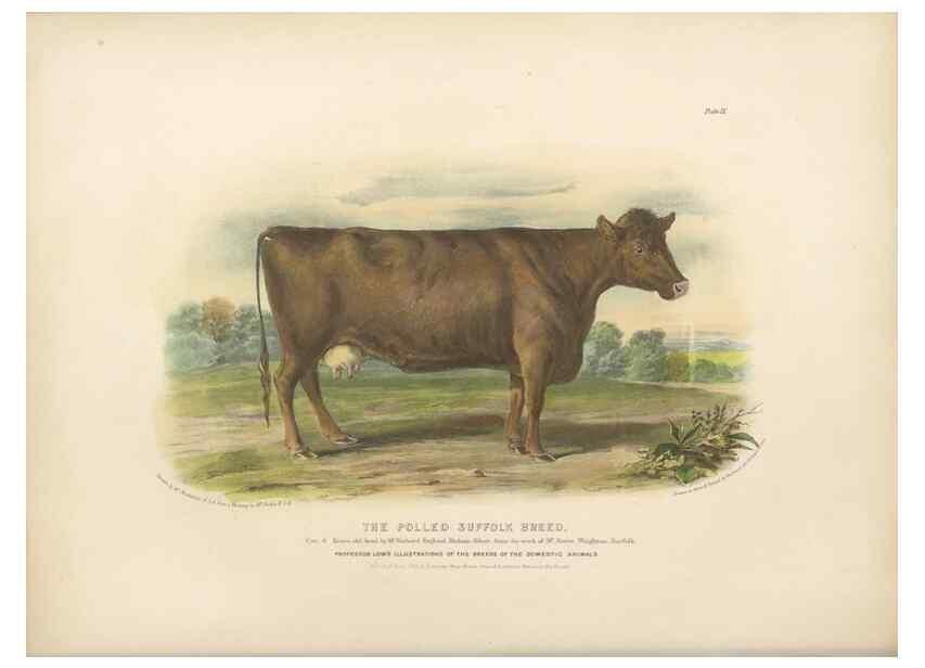 Reproducción/Reproduction 48230725751: The breeds of the domestic animals of the British Islands /. London, England :Longman, Orme, Brown, Green, and Longmans,1842.. 
