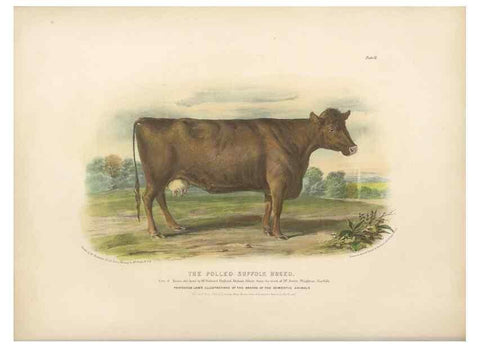 Reproducción/Reproduction 48230725751: The breeds of the domestic animals of the British Islands /. London, England :Longman, Orme, Brown, Green, and Longmans,1842.. 