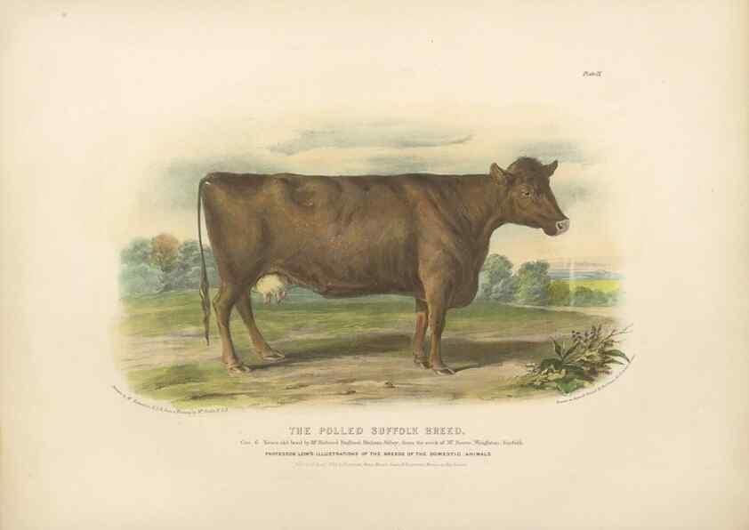Reproducción/Reproduction 48230725751: The breeds of the domestic animals of the British Islands /. London, England :Longman, Orme, Brown, Green, and Longmans,1842.. 