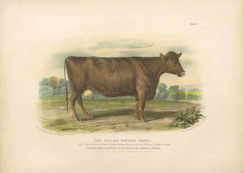 Reproducción/Reproduction 48230725751: The breeds of the domestic animals of the British Islands /. London, England :Longman, Orme, Brown, Green, and Longmans,1842.. 