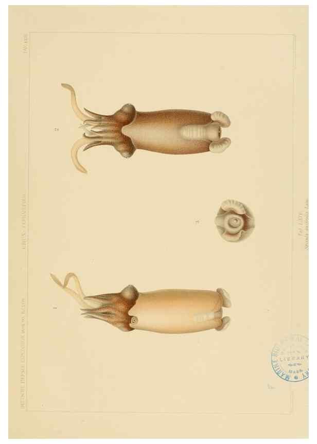 Reproducción/Reproduction 48307302542: Die Cephalopoden,. [Jena],G. Fischer,1910-1915.. 