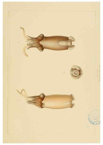 Reproducción/Reproduction 48307302542: Die Cephalopoden,. [Jena],G. Fischer,1910-1915.. 