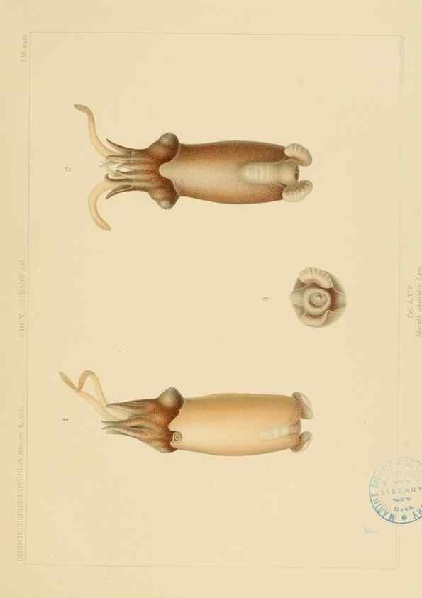 Reproducción/Reproduction 48307302542: Die Cephalopoden,. [Jena],G. Fischer,1910-1915.. 