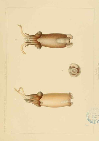 Reproducción/Reproduction 48307302542: Die Cephalopoden,. [Jena],G. Fischer,1910-1915.. 