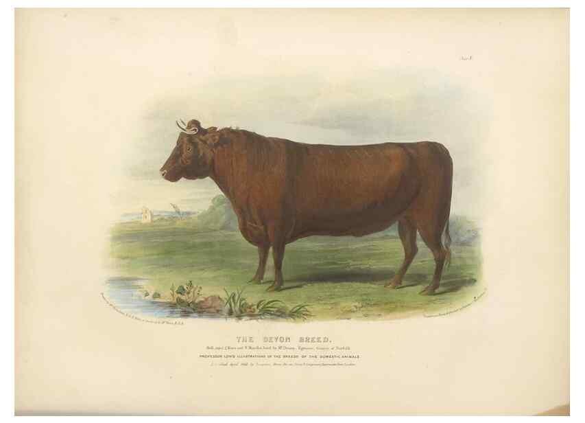 Reproducción/Reproduction 48230796382: The breeds of the domestic animals of the British Islands /. London, England :Longman, Orme, Brown, Green, and Longmans,1842.. 