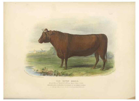 Reproducción/Reproduction 48230796382: The breeds of the domestic animals of the British Islands /. London, England :Longman, Orme, Brown, Green, and Longmans,1842.. 
