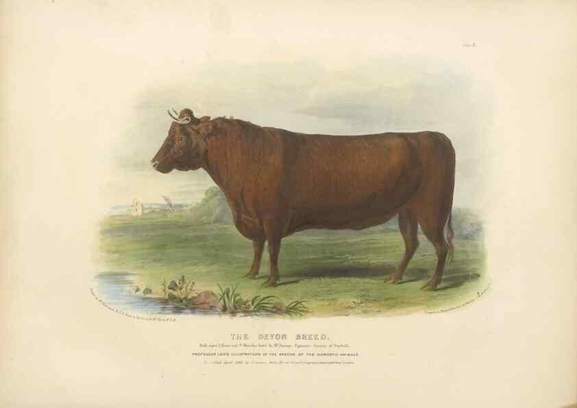 Reproducción/Reproduction 48230796382: The breeds of the domestic animals of the British Islands /. London, England :Longman, Orme, Brown, Green, and Longmans,1842.. 