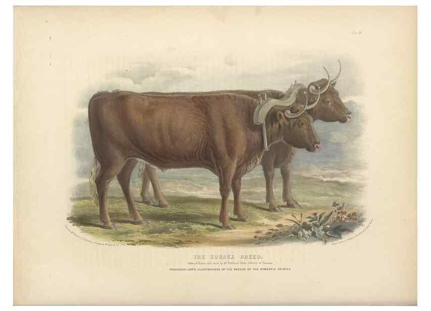 Reproducción/Reproduction 48230797397: The breeds of the domestic animals of the British Islands /. London, England :Longman, Orme, Brown, Green, and Longmans,1842.. 