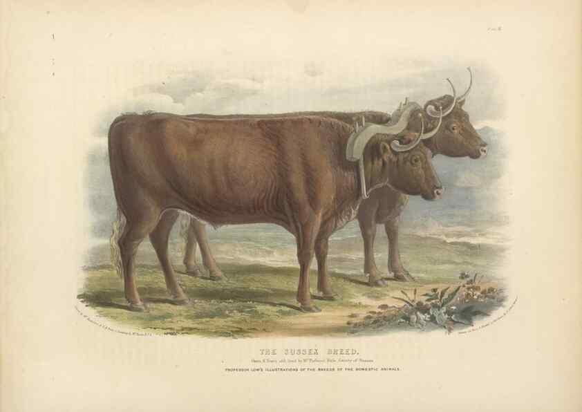 Reproducción/Reproduction 48230797397: The breeds of the domestic animals of the British Islands /. London, England :Longman, Orme, Brown, Green, and Longmans,1842.. 