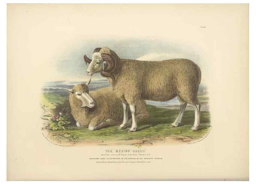 Reproducción/Reproduction 48230840892: The breeds of the domestic animals of the British Islands /. London, England :Longman, Orme, Brown, Green, and Longmans,1842.. 