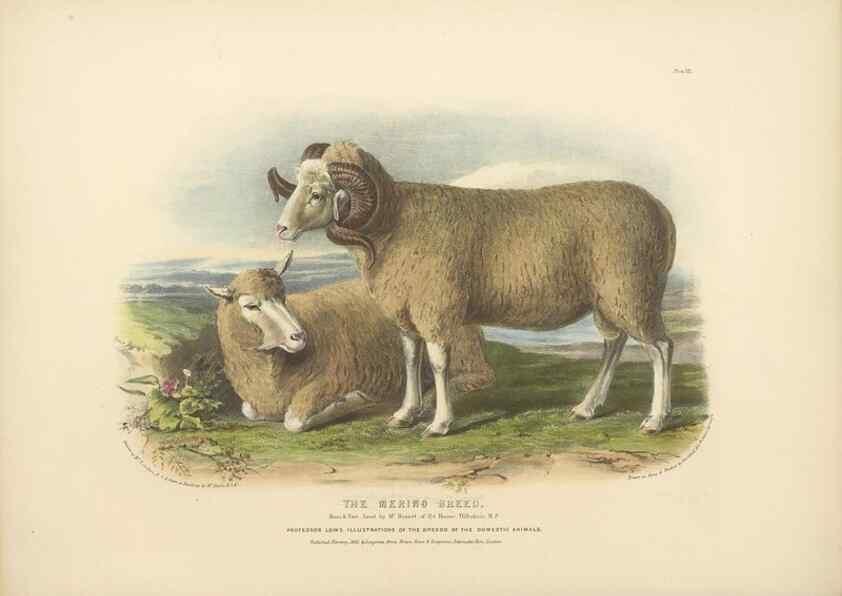 Reproducción/Reproduction 48230840892: The breeds of the domestic animals of the British Islands /. London, England :Longman, Orme, Brown, Green, and Longmans,1842.. 