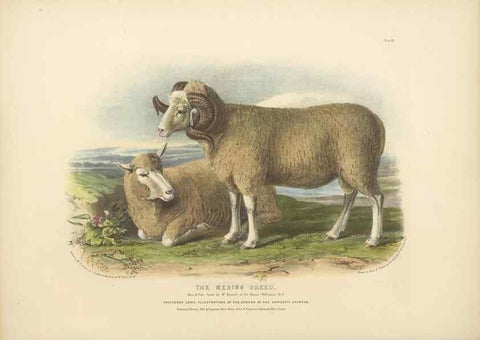 Reproducción/Reproduction 48230840892: The breeds of the domestic animals of the British Islands /. London, England :Longman, Orme, Brown, Green, and Longmans,1842.. 
