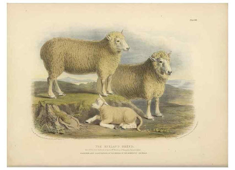 Reproducción/Reproduction 48230841282: The breeds of the domestic animals of the British Islands /. London, England :Longman, Orme, Brown, Green, and Longmans,1842.. 