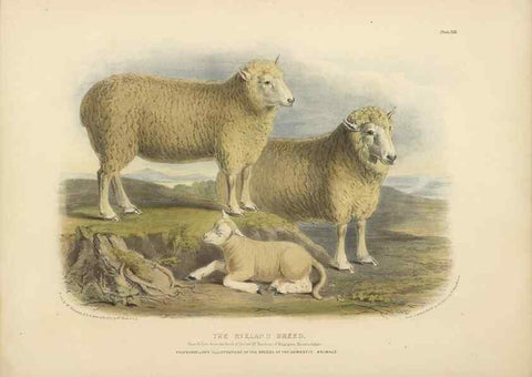 Reproducción/Reproduction 48230841282: The breeds of the domestic animals of the British Islands /. London, England :Longman, Orme, Brown, Green, and Longmans,1842.. 