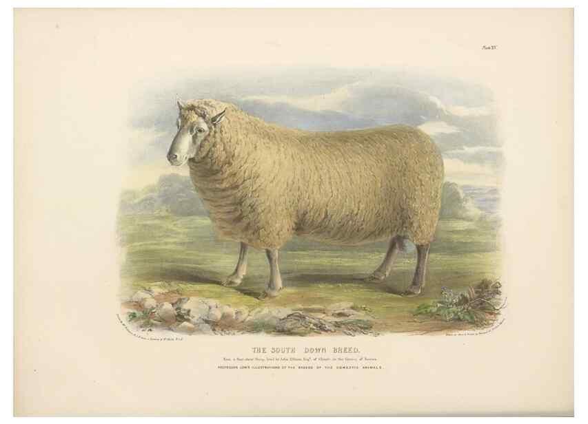 Reproducción/Reproduction 48230841667: The breeds of the domestic animals of the British Islands /. London, England :Longman, Orme, Brown, Green, and Longmans,1842.. 