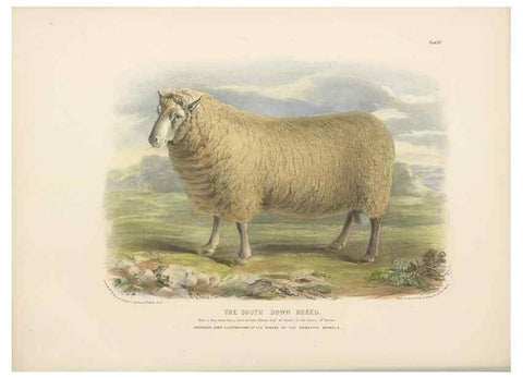 Reproducción/Reproduction 48230841667: The breeds of the domestic animals of the British Islands /. London, England :Longman, Orme, Brown, Green, and Longmans,1842.. 