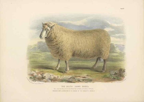 Reproducción/Reproduction 48230841667: The breeds of the domestic animals of the British Islands /. London, England :Longman, Orme, Brown, Green, and Longmans,1842.. 