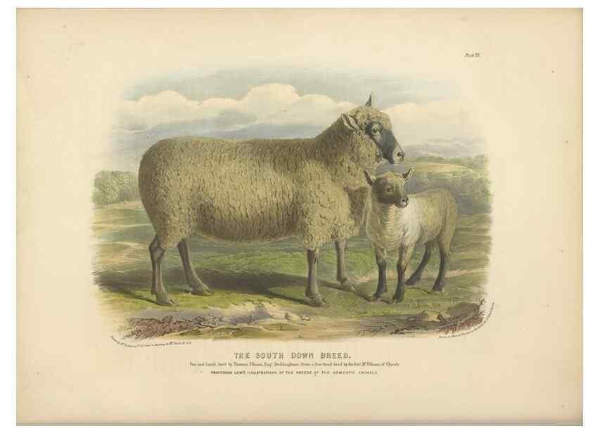 Reproducción/Reproduction 48230771471: The breeds of the domestic animals of the British Islands /. London, England :Longman, Orme, Brown, Green, and Longmans,1842.. 