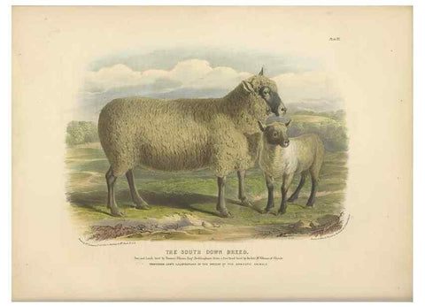 Reproducción/Reproduction 48230771471: The breeds of the domestic animals of the British Islands /. London, England :Longman, Orme, Brown, Green, and Longmans,1842.. 