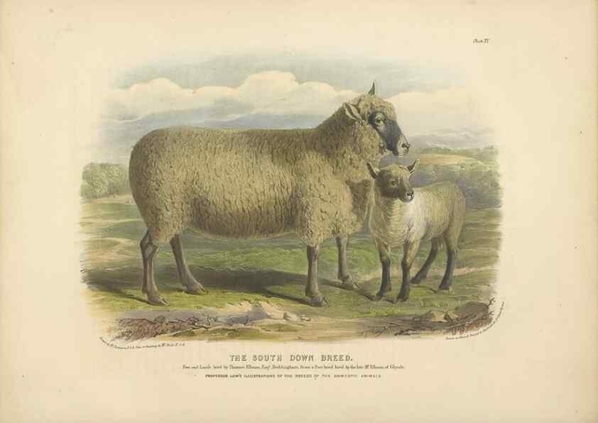 Reproducción/Reproduction 48230771471: The breeds of the domestic animals of the British Islands /. London, England :Longman, Orme, Brown, Green, and Longmans,1842.. 