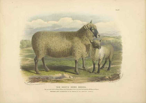 Reproducción/Reproduction 48230771471: The breeds of the domestic animals of the British Islands /. London, England :Longman, Orme, Brown, Green, and Longmans,1842.. 