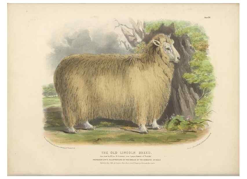 Reproducción/Reproduction 48230842642: The breeds of the domestic animals of the British Islands /. London, England :Longman, Orme, Brown, Green, and Longmans,1842.. 