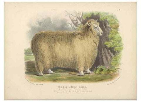 Reproducción/Reproduction 48230842642: The breeds of the domestic animals of the British Islands /. London, England :Longman, Orme, Brown, Green, and Longmans,1842.. 