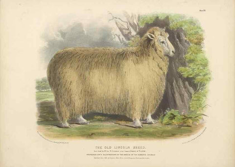 Reproducción/Reproduction 48230842642: The breeds of the domestic animals of the British Islands /. London, England :Longman, Orme, Brown, Green, and Longmans,1842.. 