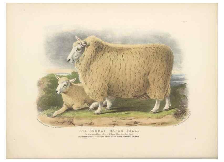 Reproducción/Reproduction 48230843097: The breeds of the domestic animals of the British Islands /. London, England :Longman, Orme, Brown, Green, and Longmans,1842.. 