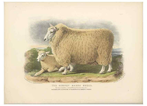 Reproducción/Reproduction 48230843097: The breeds of the domestic animals of the British Islands /. London, England :Longman, Orme, Brown, Green, and Longmans,1842.. 
