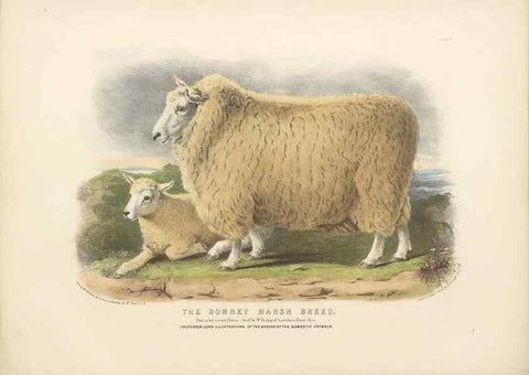 Reproducción/Reproduction 48230843097: The breeds of the domestic animals of the British Islands /. London, England :Longman, Orme, Brown, Green, and Longmans,1842.. 