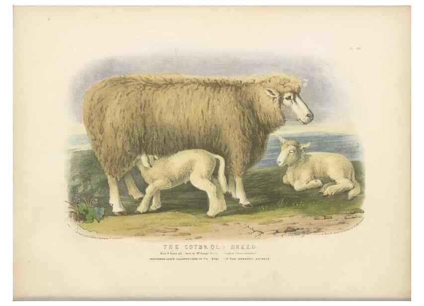 Reproducción/Reproduction 48230843517: The breeds of the domestic animals of the British Islands /. London, England :Longman, Orme, Brown, Green, and Longmans,1842.. 