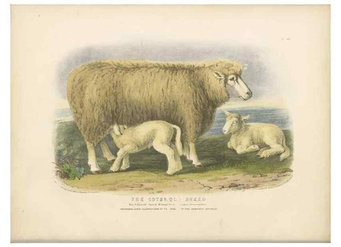 Reproducción/Reproduction 48230843517: The breeds of the domestic animals of the British Islands /. London, England :Longman, Orme, Brown, Green, and Longmans,1842.. 