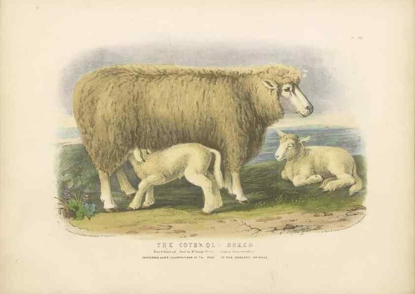 Reproducción/Reproduction 48230843517: The breeds of the domestic animals of the British Islands /. London, England :Longman, Orme, Brown, Green, and Longmans,1842.. 