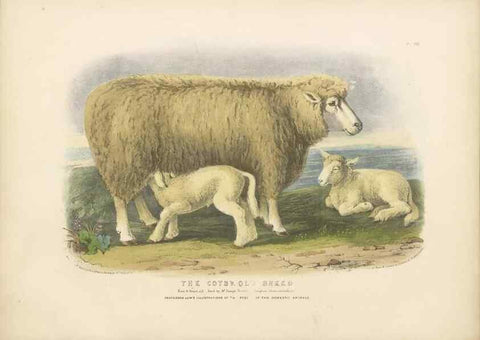 Reproducción/Reproduction 48230843517: The breeds of the domestic animals of the British Islands /. London, England :Longman, Orme, Brown, Green, and Longmans,1842.. 