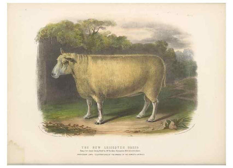 Reproducción/Reproduction 48230773006: The breeds of the domestic animals of the British Islands /. London, England :Longman, Orme, Brown, Green, and Longmans,1842.. 