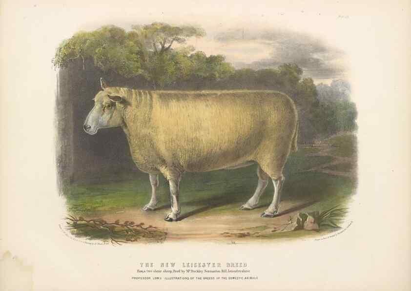 Reproducción/Reproduction 48230773006: The breeds of the domestic animals of the British Islands /. London, England :Longman, Orme, Brown, Green, and Longmans,1842.. 