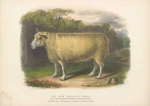 Reproducción/Reproduction 48230773006: The breeds of the domestic animals of the British Islands /. London, England :Longman, Orme, Brown, Green, and Longmans,1842.. 