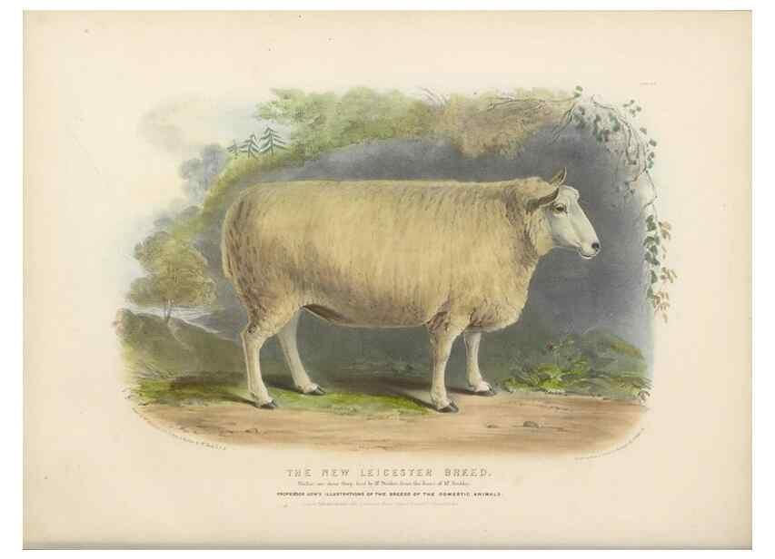 Reproducción/Reproduction 48230773371: The breeds of the domestic animals of the British Islands /. London, England :Longman, Orme, Brown, Green, and Longmans,1842.. 