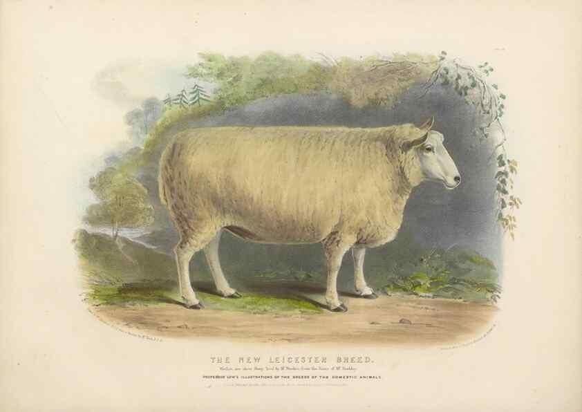 Reproducción/Reproduction 48230773371: The breeds of the domestic animals of the British Islands /. London, England :Longman, Orme, Brown, Green, and Longmans,1842.. 