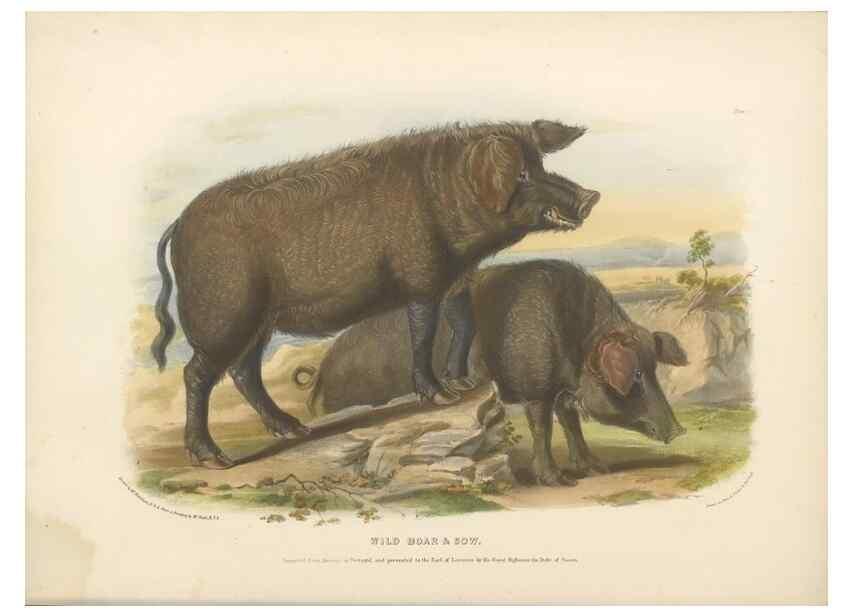 Reproducción/Reproduction 48230773766: The breeds of the domestic animals of the British Islands /. London, England :Longman, Orme, Brown, Green, and Longmans,1842.. 