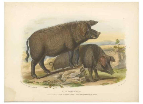 Reproducción/Reproduction 48230773766: The breeds of the domestic animals of the British Islands /. London, England :Longman, Orme, Brown, Green, and Longmans,1842.. 