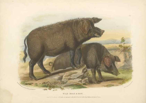 Reproducción/Reproduction 48230773766: The breeds of the domestic animals of the British Islands /. London, England :Longman, Orme, Brown, Green, and Longmans,1842.. 