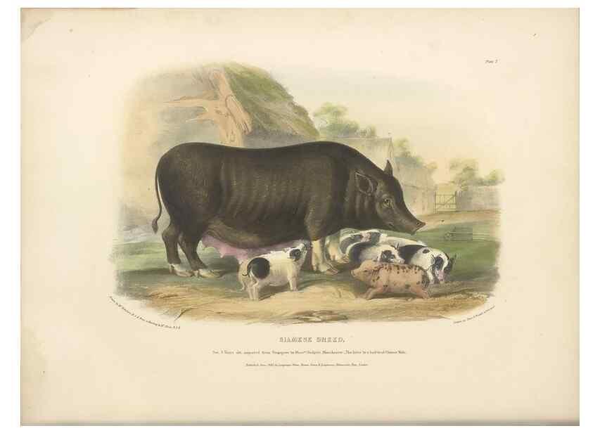 Reproducción/Reproduction 48230774161: The breeds of the domestic animals of the British Islands /. London, England :Longman, Orme, Brown, Green, and Longmans,1842.. 